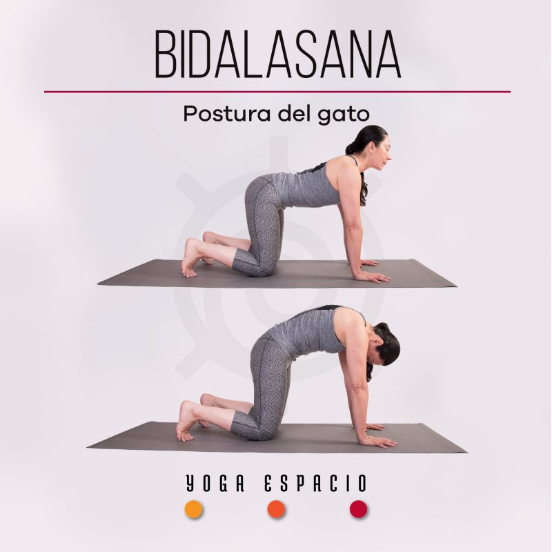 Bidalasana • Yoga Espacio