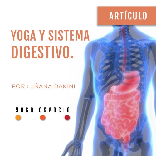 yoga-sistema-digestivo